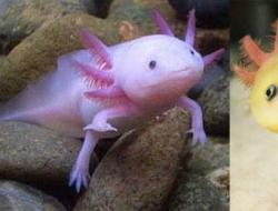 Axolotl yra naminis drakonas jūsų akvariumui!