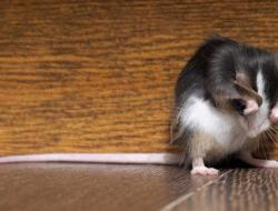 Zmova pentru zgomotul șoarecilor și schuriv-urilor în budinka Frotiu puternic pentru ryatunka schuriv-urilor în viață